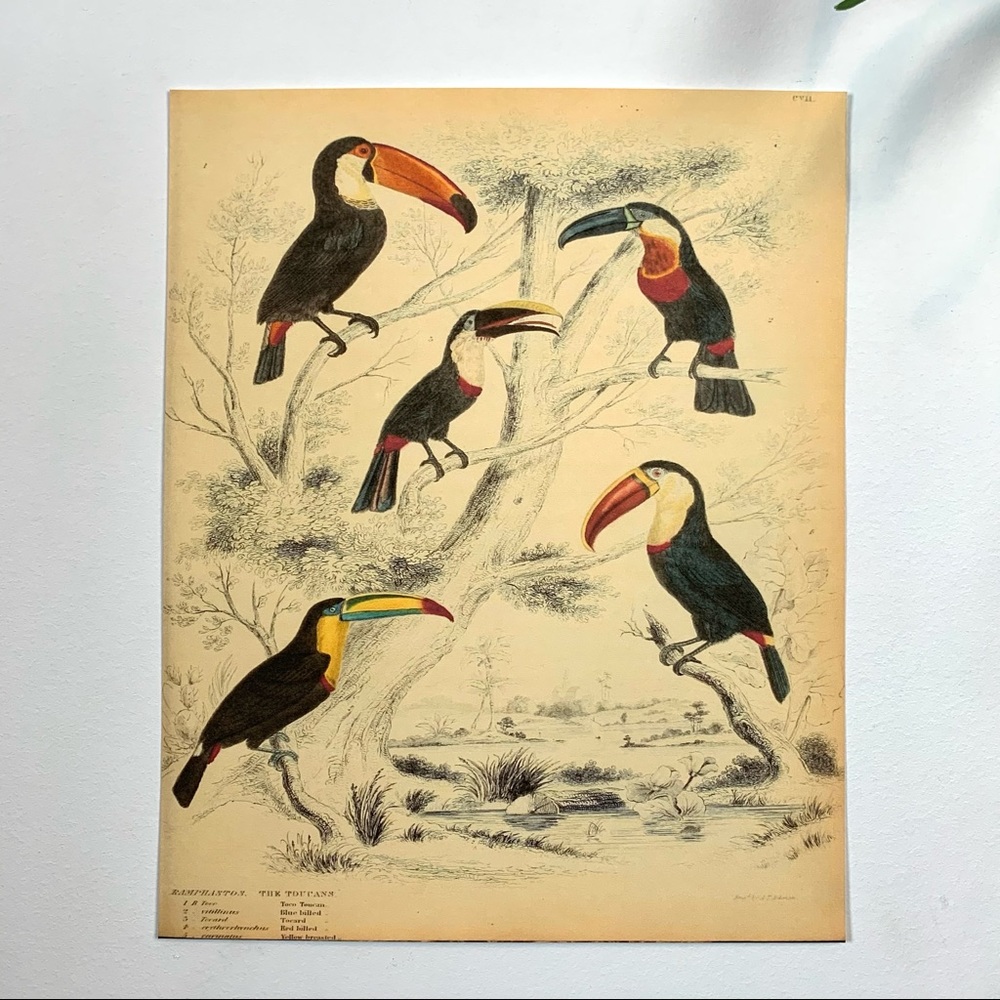 Biodiversity Toucan Tropical Scientific Print 8x10